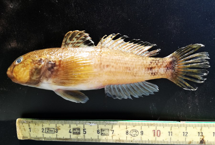 Uønsket fisk fra Sortehavet svømmer nu også i Odense Fjord