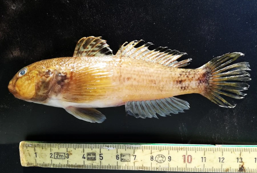 Uønsket fisk fra Sortehavet svømmer nu også i Odense Fjord