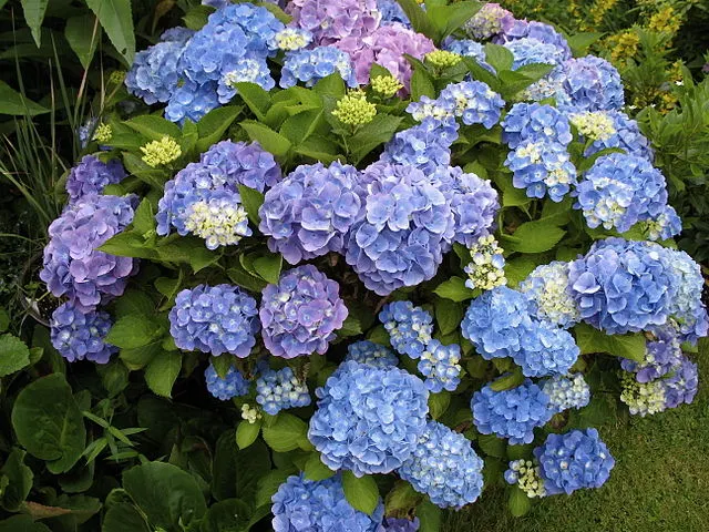 Smid det under  hortensiaerne: De vil blomstre stort og flot