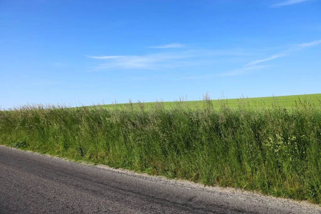 Kommuner vil have vild natur – Men disse borgere betaler prisen