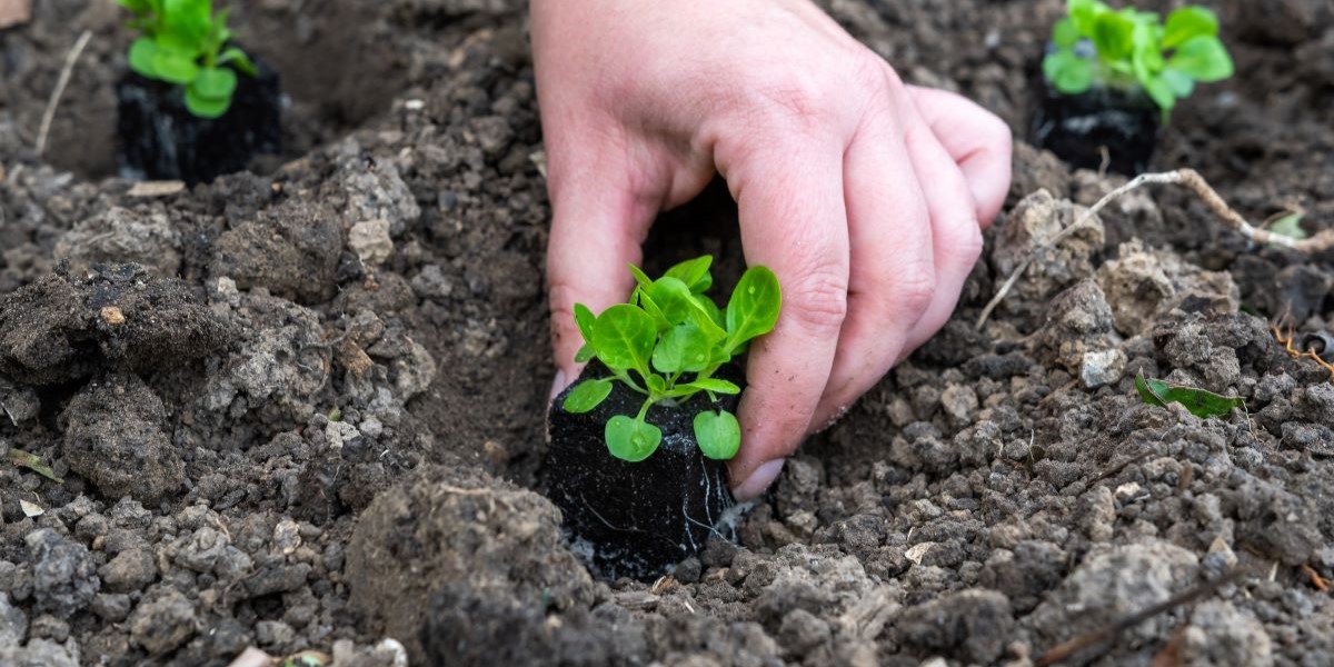 Læg dette i blomsterkrukken og dine planter vil takke dig