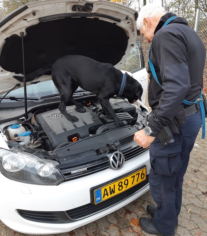 En snude for sprængstoffer: Dansk politihund består stor eksamen