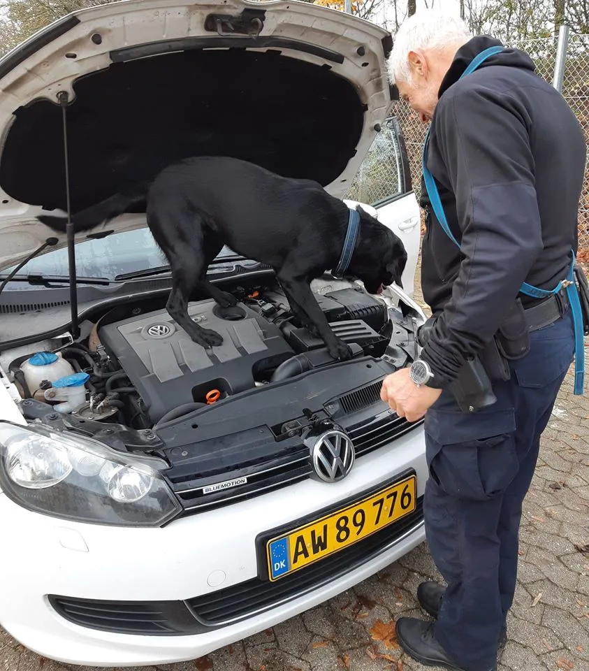 En snude for sprængstoffer: Dansk politihund består stor eksamen