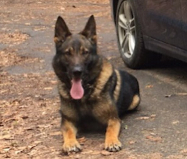 Politihund snuser sig frem til stærkt nedkølet kvinde i mørk skov