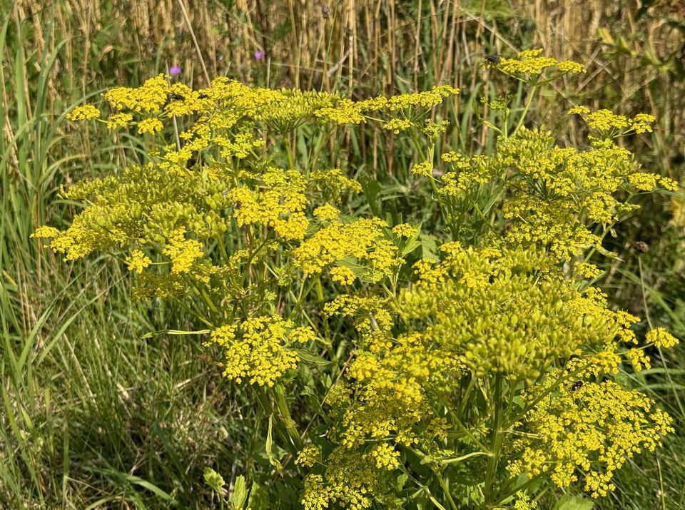 Hvis du ser denne plante, bør du være særligt opmærksom på din hund