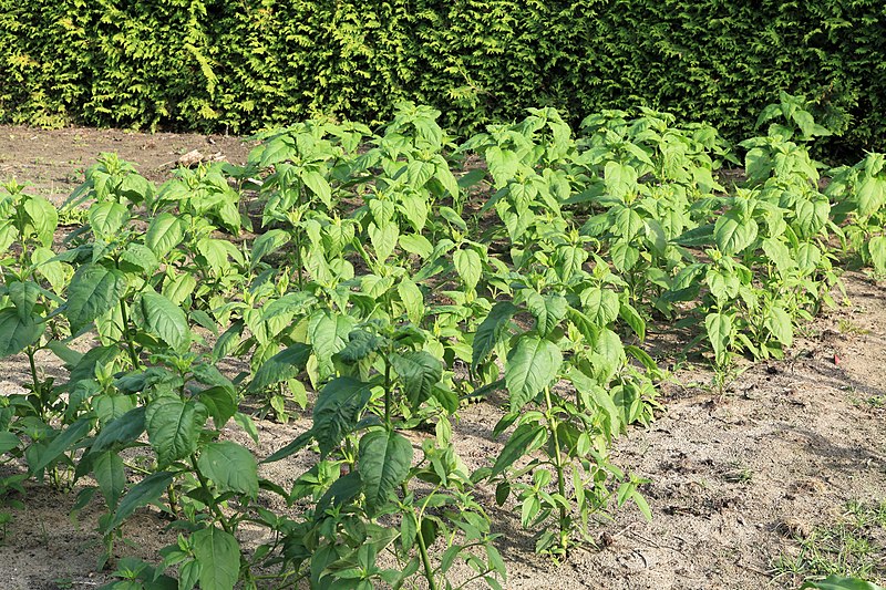 Disse planter skal kun plantes én gang, men kan høstes igen og igen