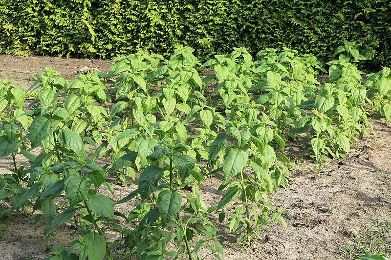 Disse planter skal kun plantes én gang, men kan høstes igen og igen