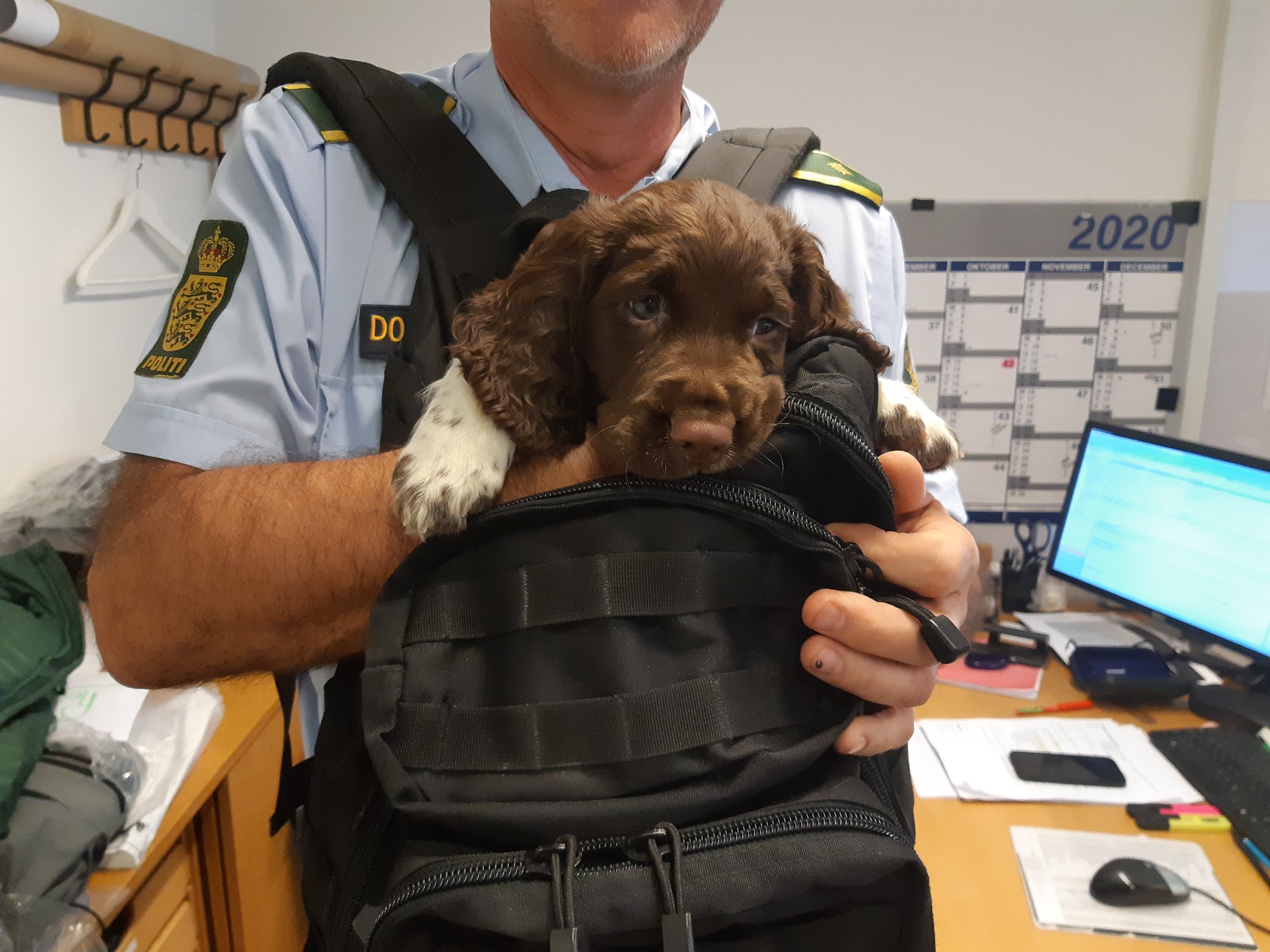 Springer spaniel klar til tjeneste: Zippo bliver den første af sin slags