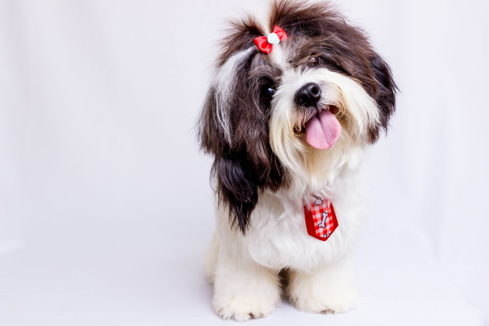 Find din Shih Tzu på online salgsportal