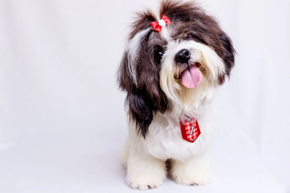 Find din Shih Tzu på online salgsportal