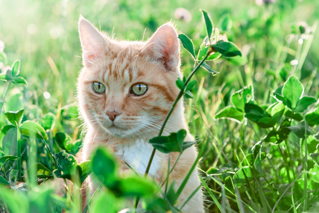 Sommerferie – med eller uden kat?