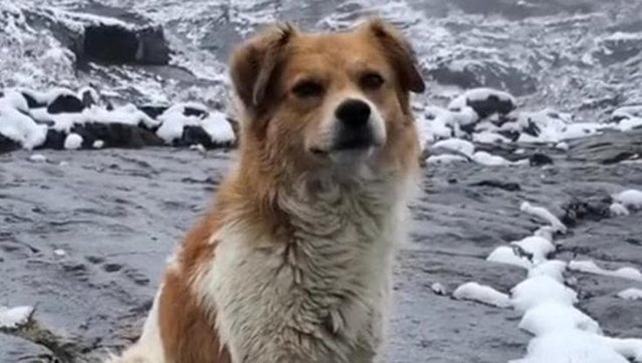Vildfaren vandrer møder ud af ingeting en herreløs hund: “Jeg besluttede at følge ham, og han reddede mig”