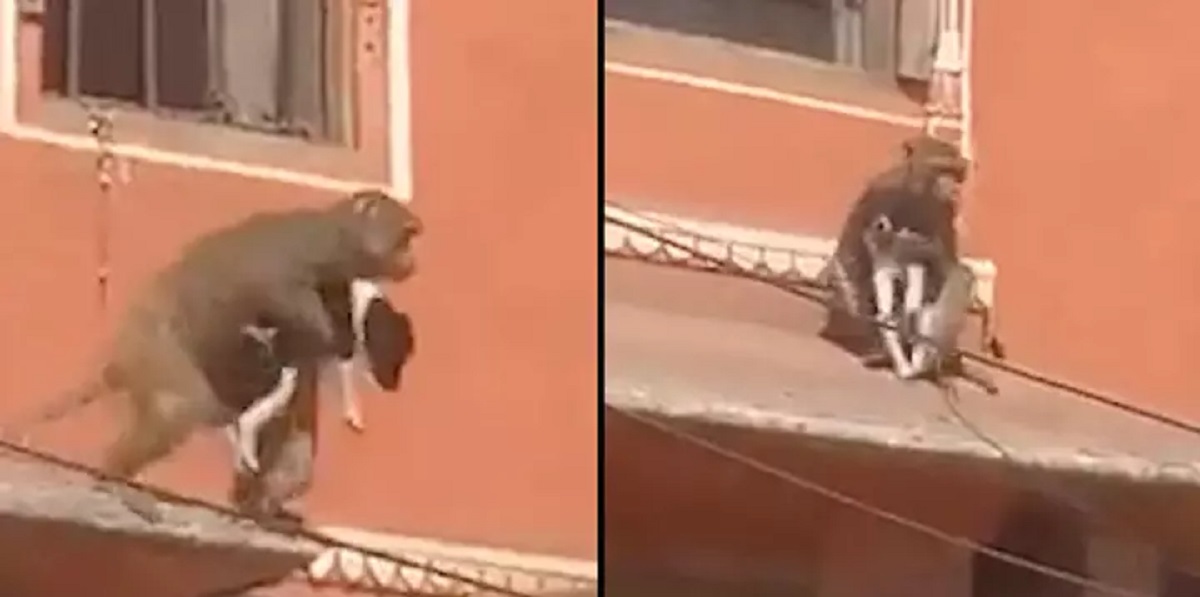 Usædvanligt venskab: Abe tager hund med på eventyr i gaderne