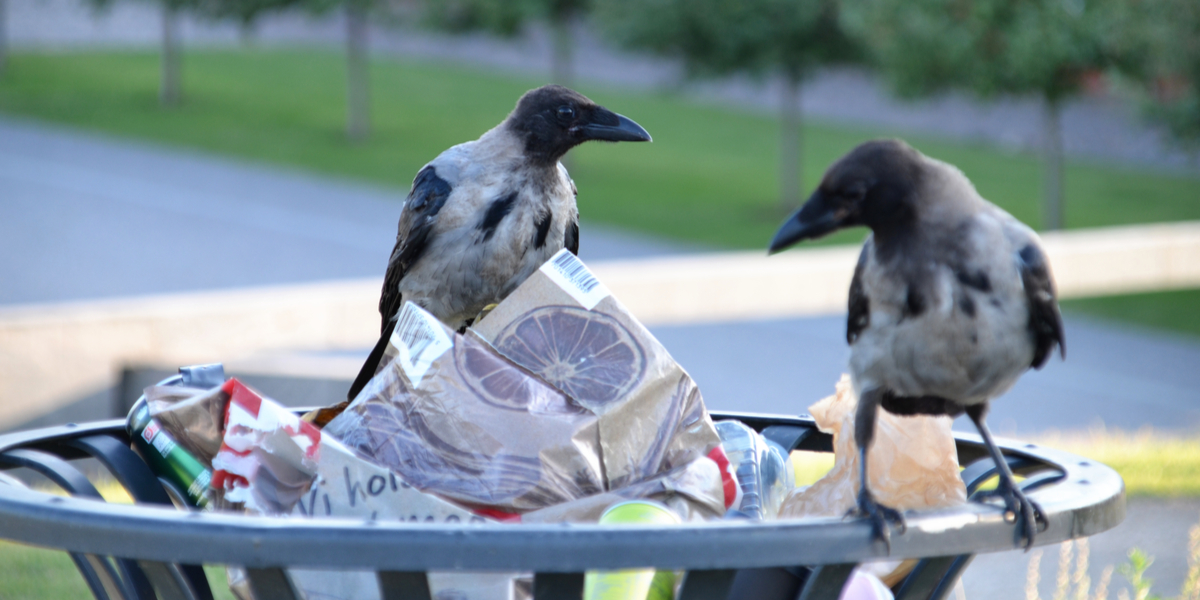 Dansk by flyder med skrald: Nu sættes unge i arbejde