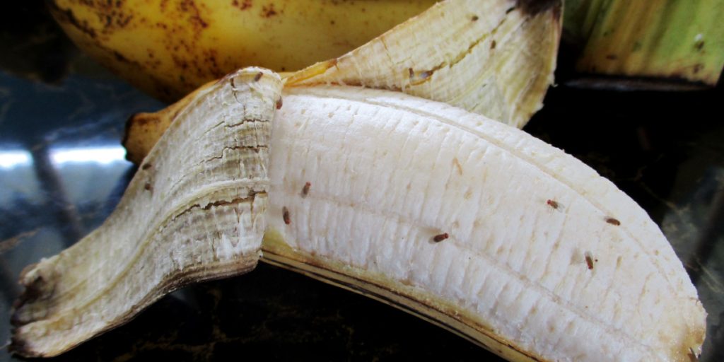Tænker du tilbage på sidste år? Slip af med bananfluer én gang for alle