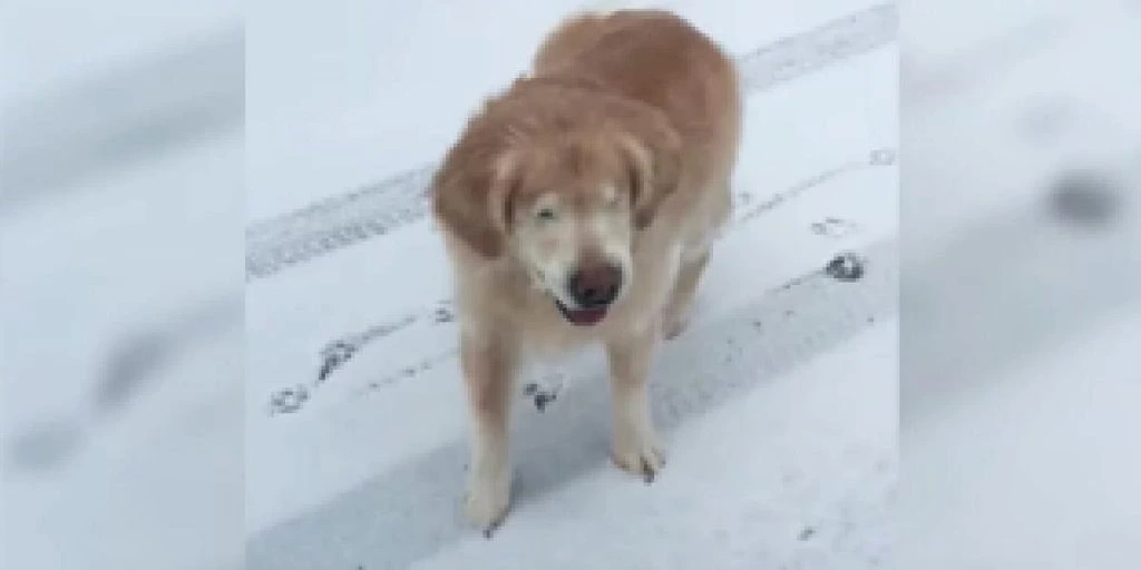 Se reaktionen: Blind hund oplever sne for første gang