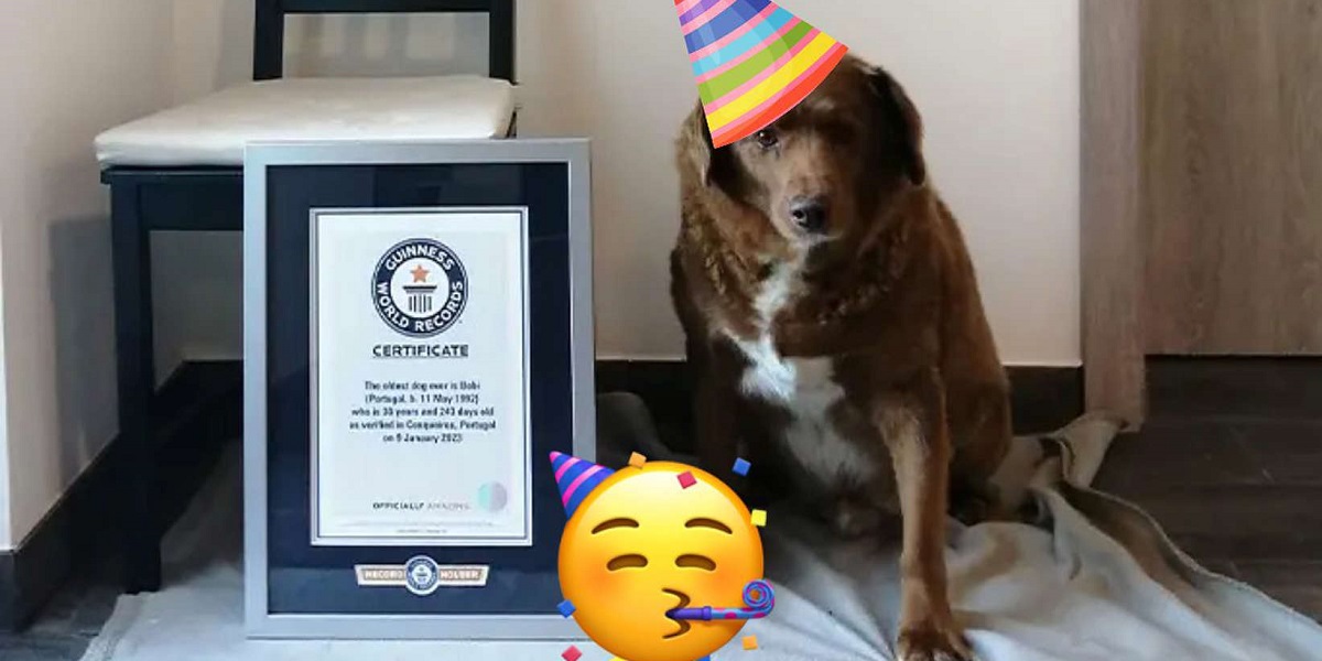 Hunden Bobi er lige fyldt 31 år: Her er hemmeligheden bag det lange liv