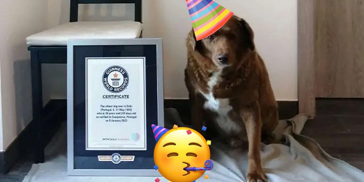Hunden Bobi er lige fyldt 31 år: Her er hemmeligheden bag det lange liv