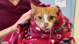 Katten Cupid blev skudt i hovedet med en pil på Valentinsdag: Se de voldsomme billeder i artiklen