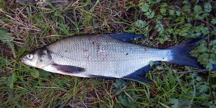 Fisk i hundrevis døde i danske søer: Ingen ved hvorfor