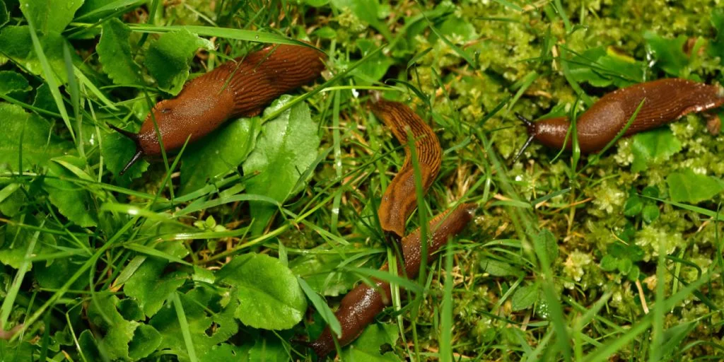 Dræbersneglene er tilbage: Her er 4 våben mod dem fra Billigblomst