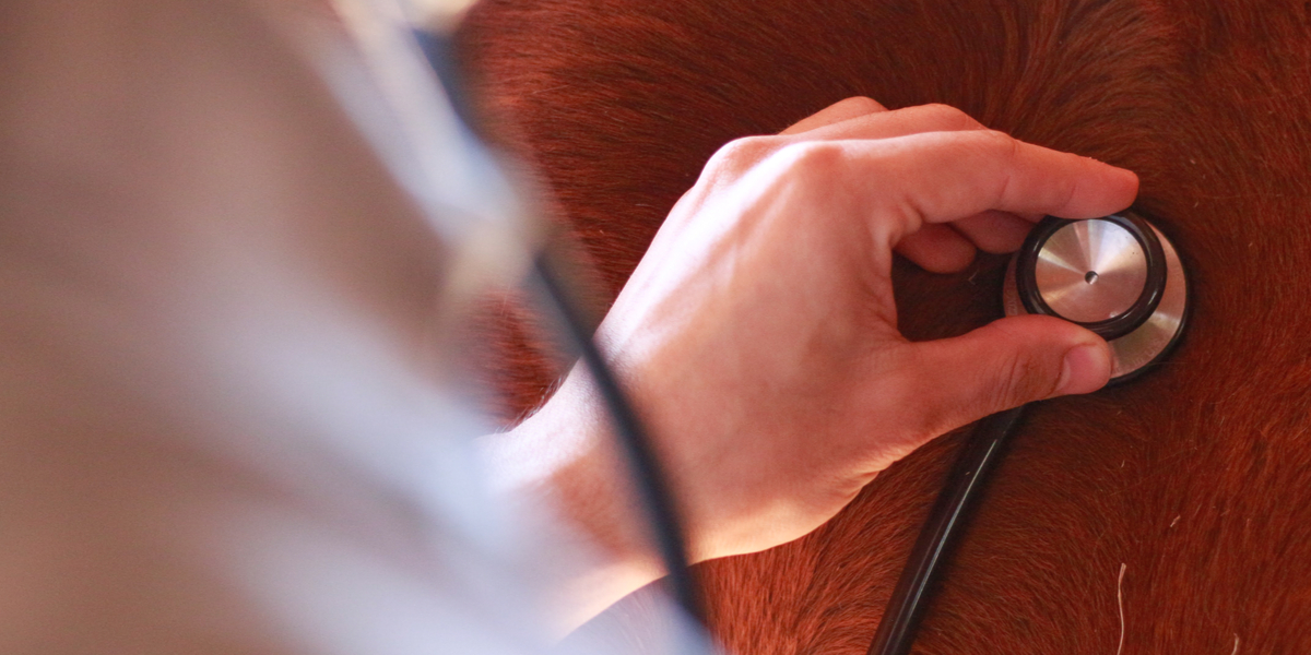 Mange flere ramt af mavesår sidste år: Nu advarer dyrlæge