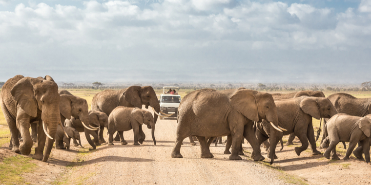 Afrikas vilde dyr lider – Mangler turister til at forsvare dem mod krybskytteri