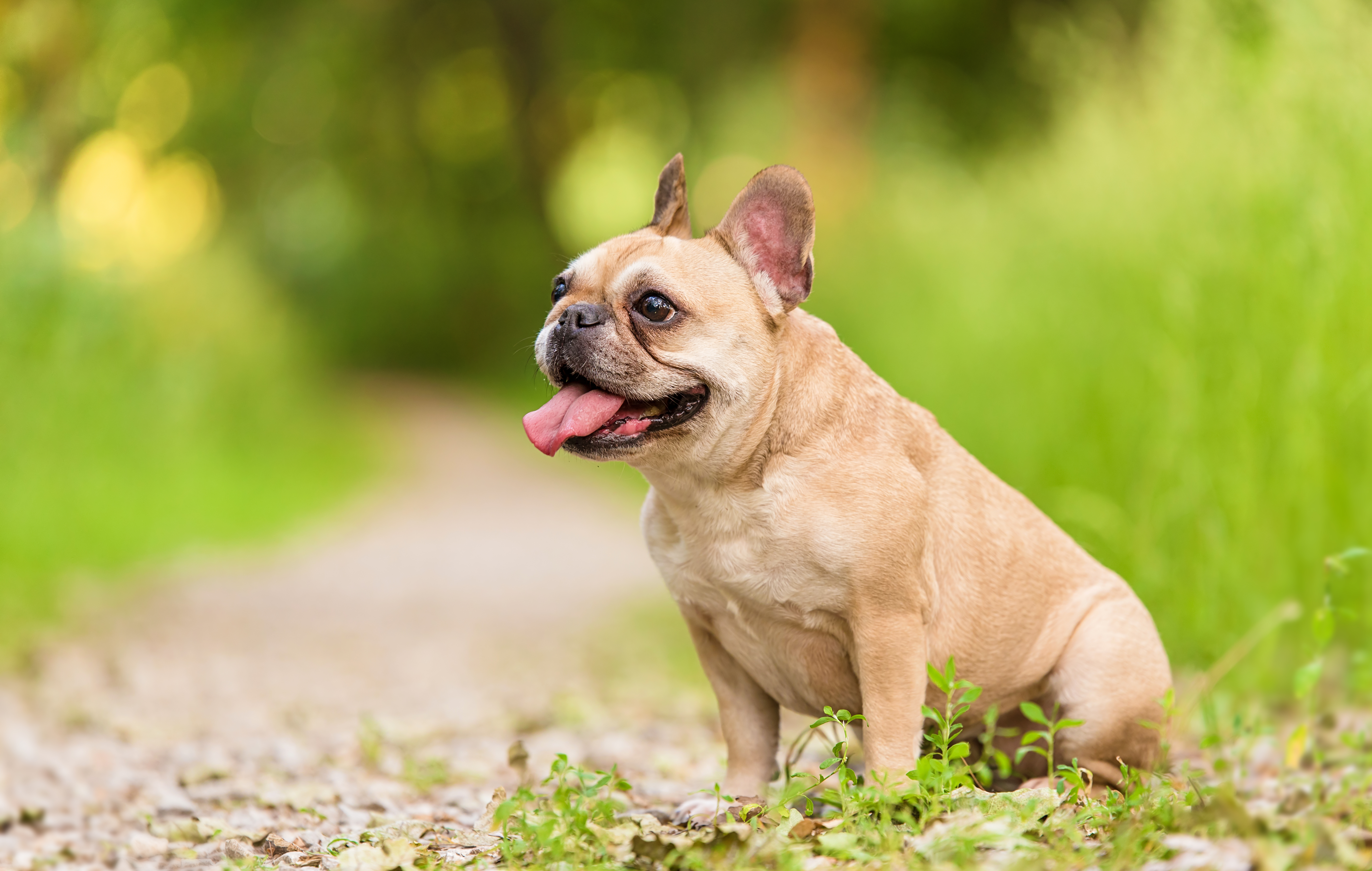 Fransk Bulldog tager internettet med storm – kopierer sin ejers skateboardtricks