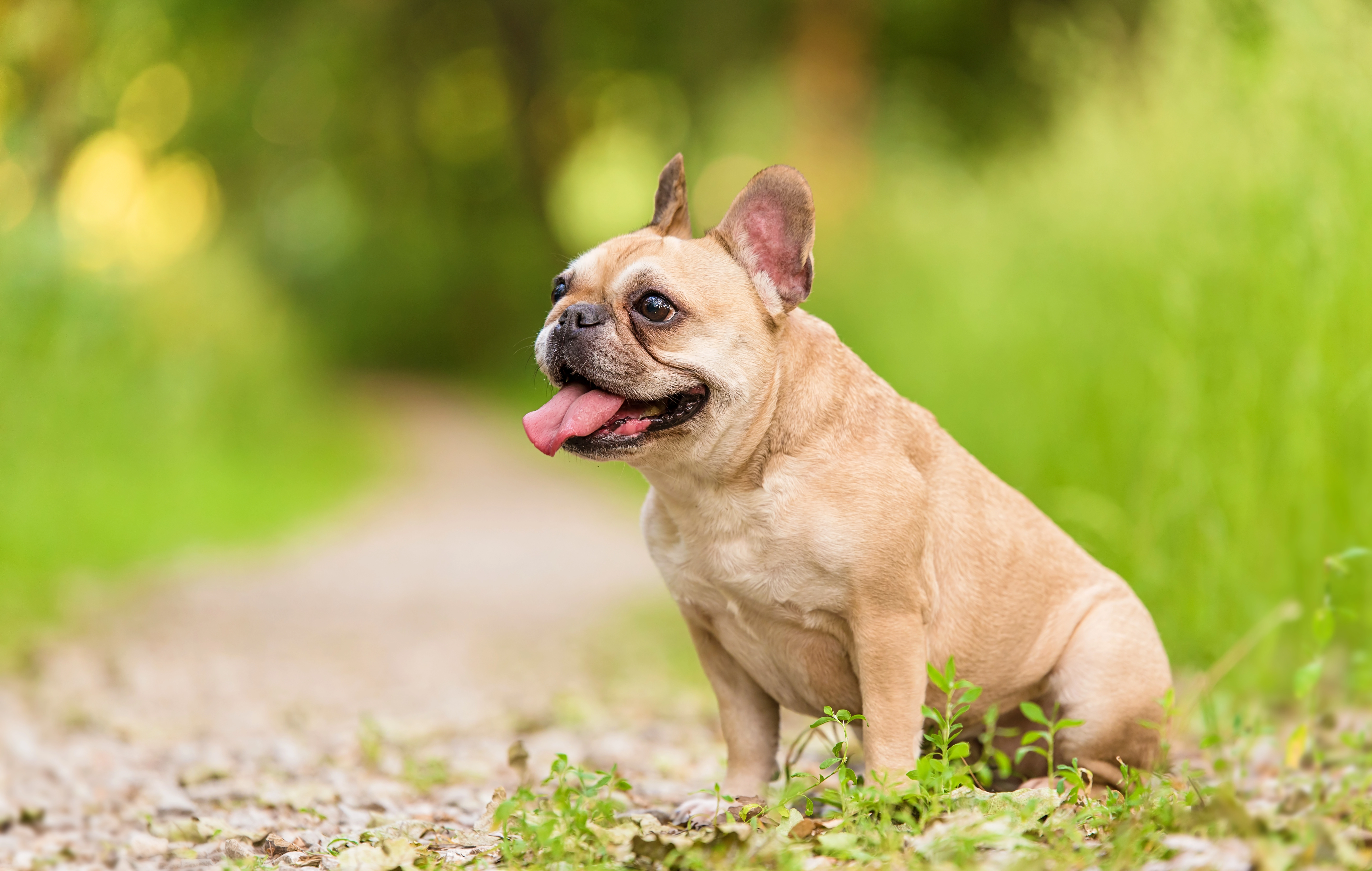 Fransk Bulldog tager internettet med storm – kopierer sin ejers skateboardtricks