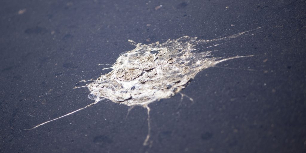 Fugleklatter sender dansk tv-kendis til lægen