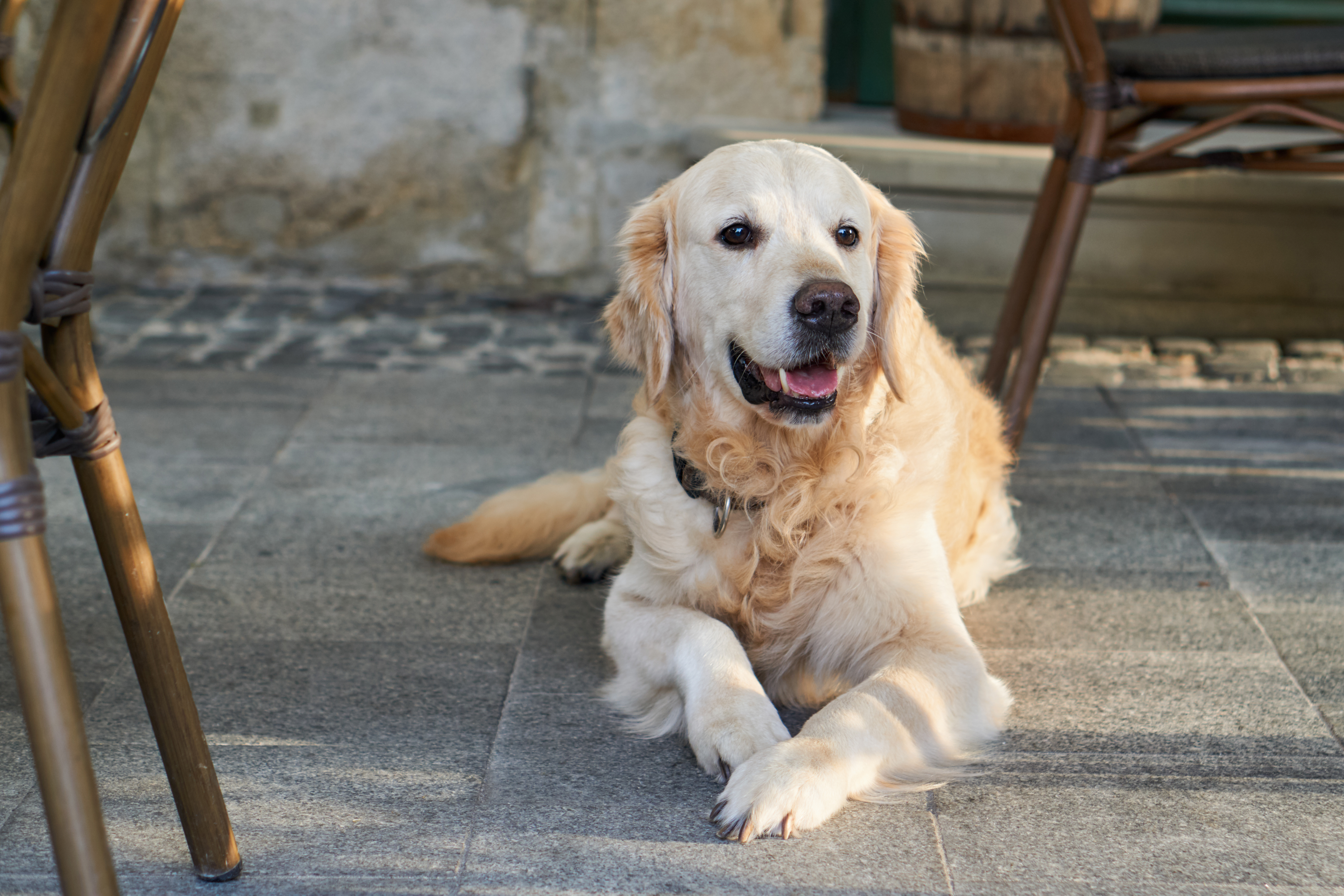 Sød logrende hjælper – Golden Retriever bringer mad ud til corana-frivillig