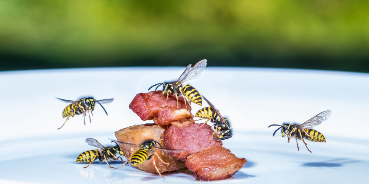 Red grillaftenen: Sådan holder du insekter væk fra grillen