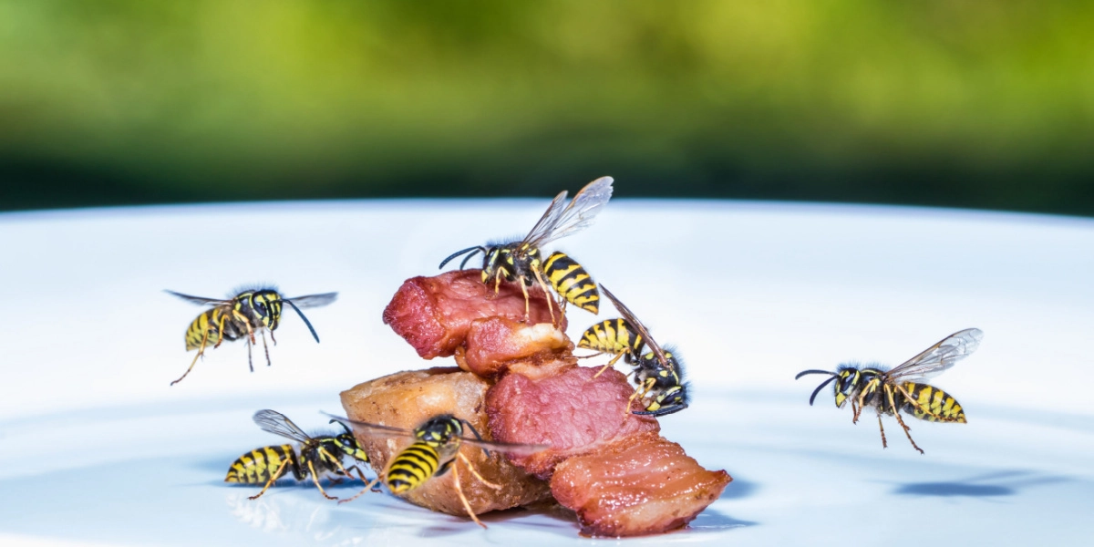 Red grillaftenen: Sådan holder du insekter væk fra grillen