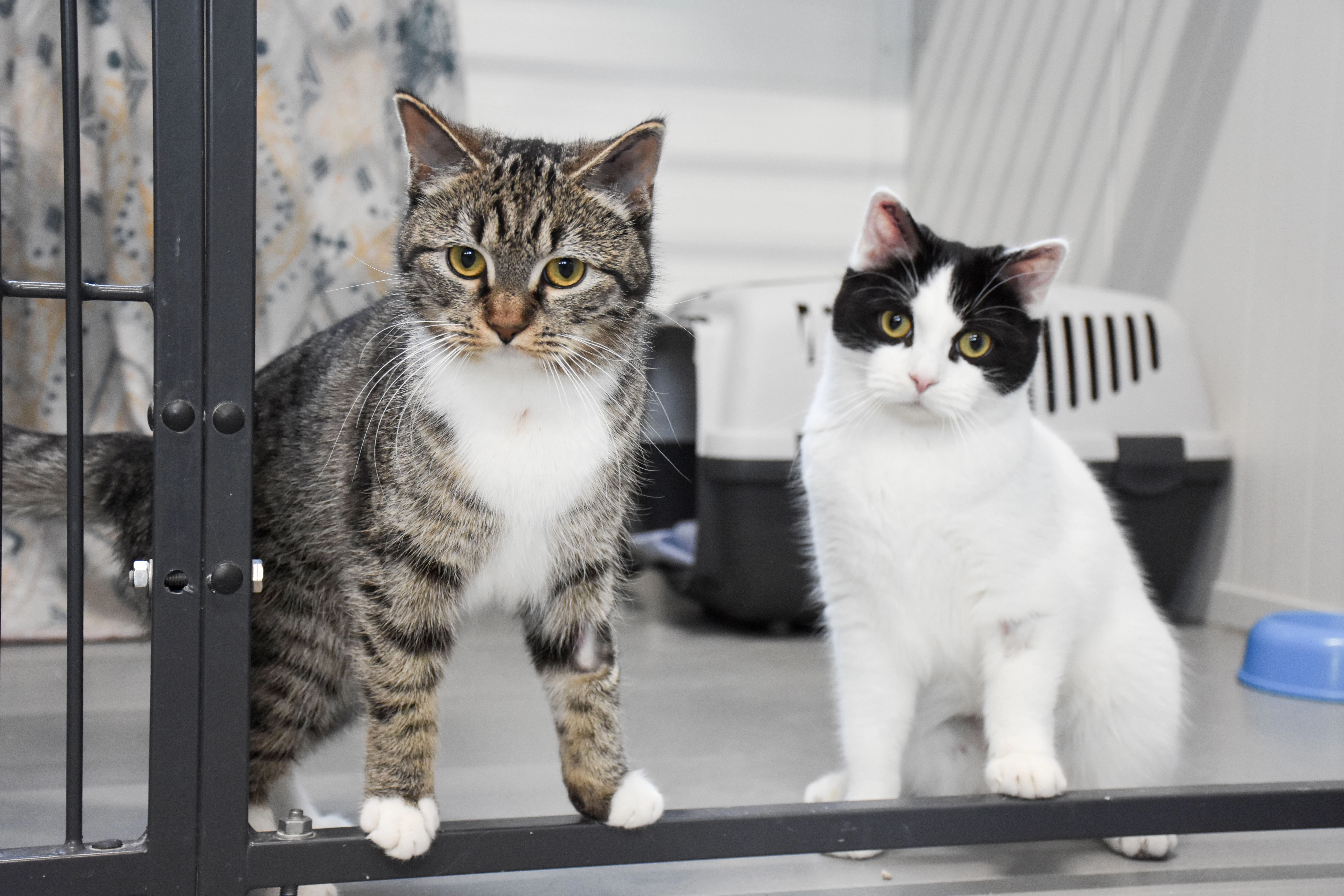 Skræmte og forvirrede: Kattene Winnie og Sonja efterladt ved en genbrugsbutik
