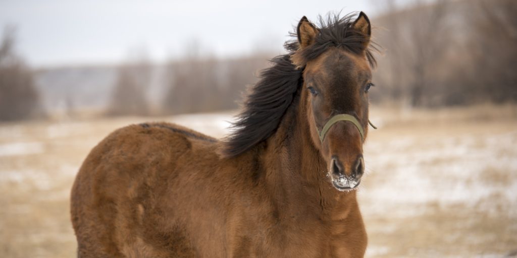 Hest mishandlet på rideskole: Nu er der nyt i sagen