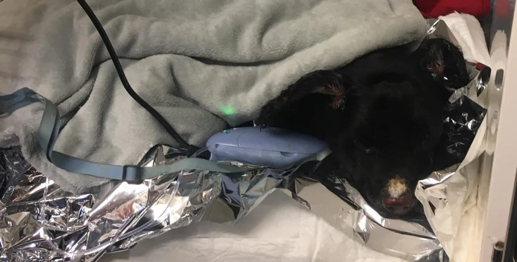Grov mishandling: Hund blev overhældt med benzin