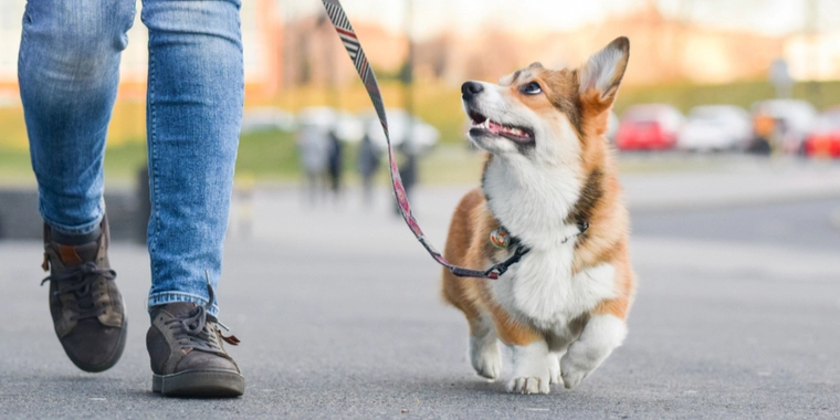 Så længe lever din hund: Nogle racer dør tidligere end andre