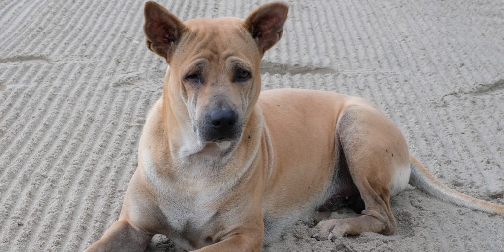 Hunde-ejere advares: Få styr på det inden feriepasningen