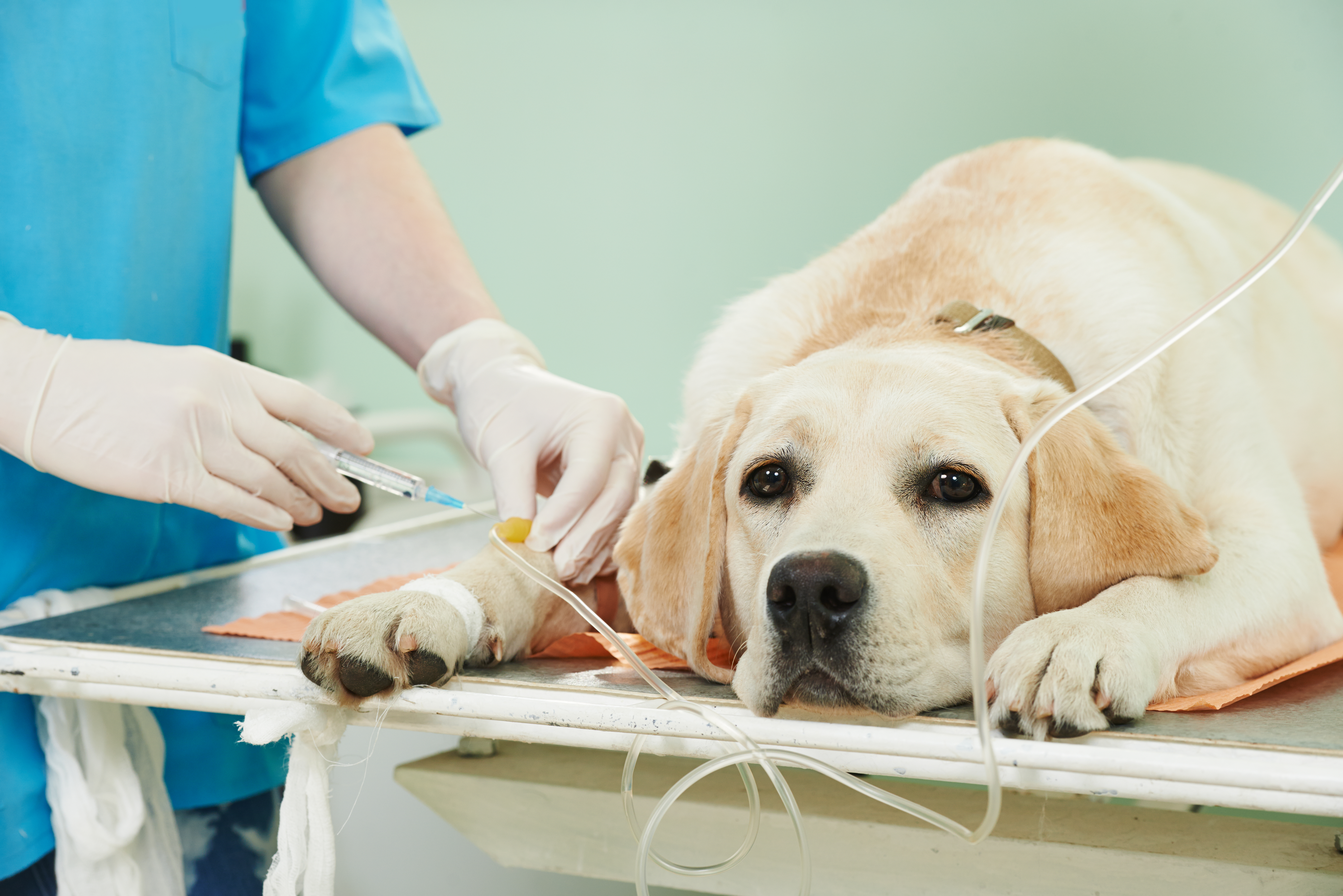 Dyrehospital advarer: Livsfarlig parasit fundet på hund i Danmark