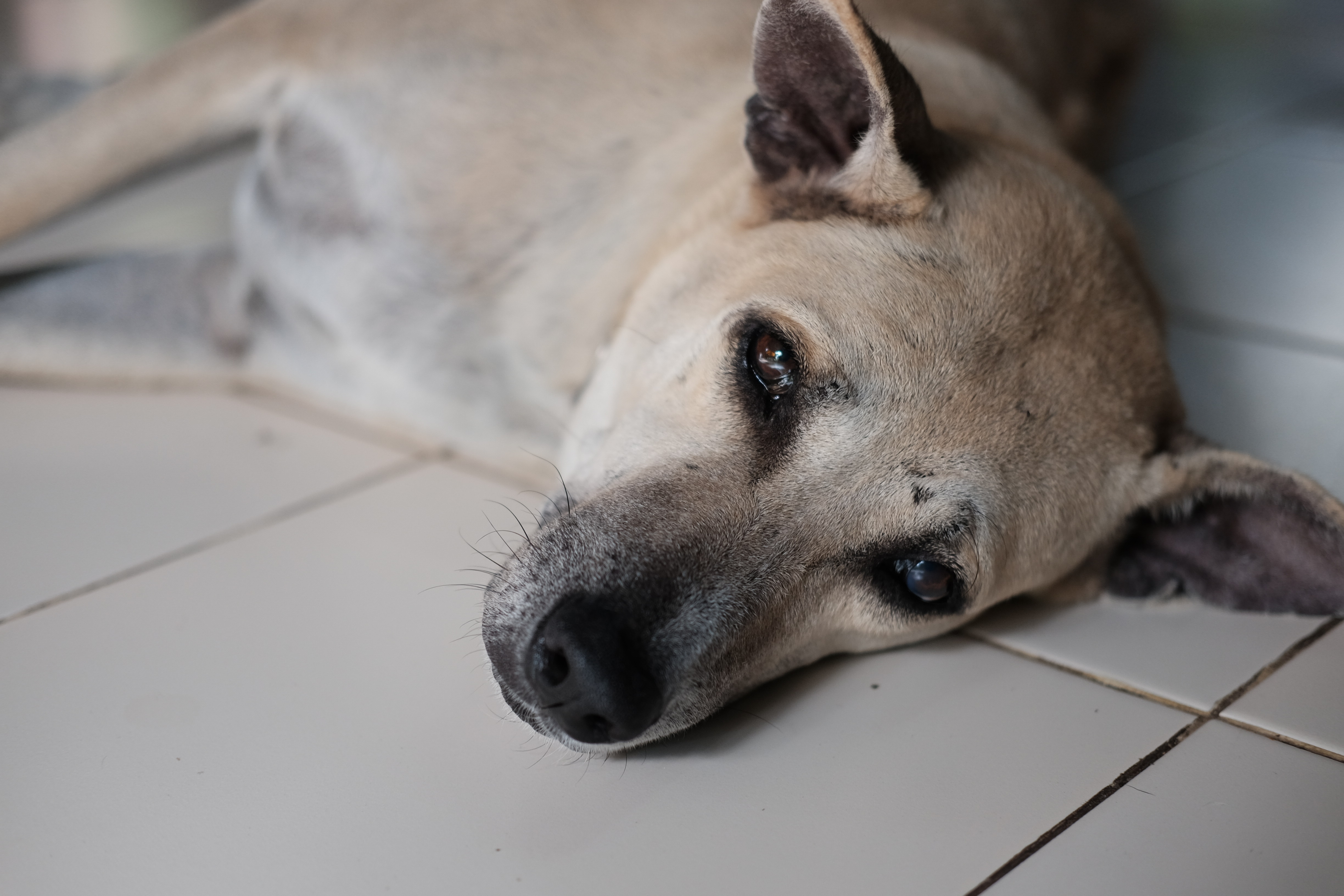 Lille hund sultet ihjel: Hunde, katte og heste groft vanrøgtet i hoarderhjem