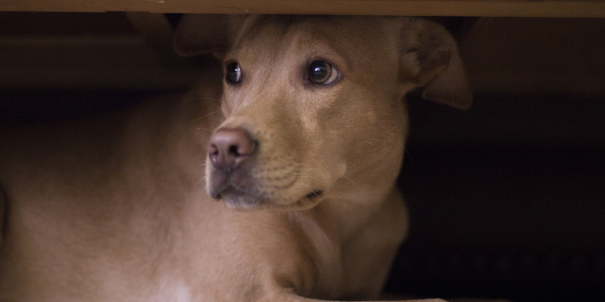 8 tips: Sådan undgår du, at din hund bliver bange