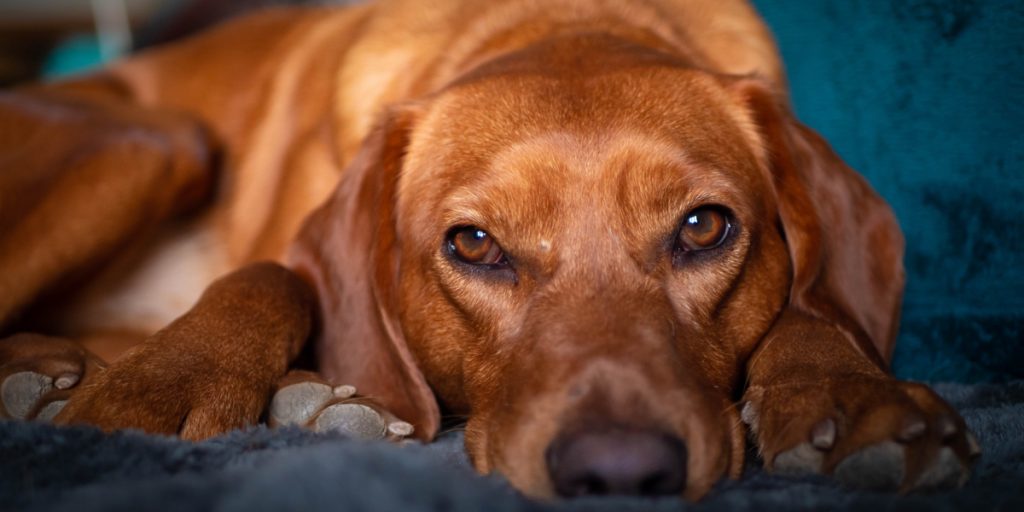 Snupper ulovlig hund ved grænsen: Så får smugleren umuligt valg