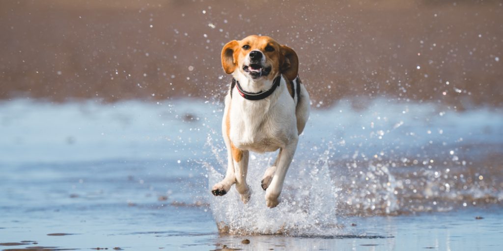Advarer hunde-ejere: “Kan være livstruende”