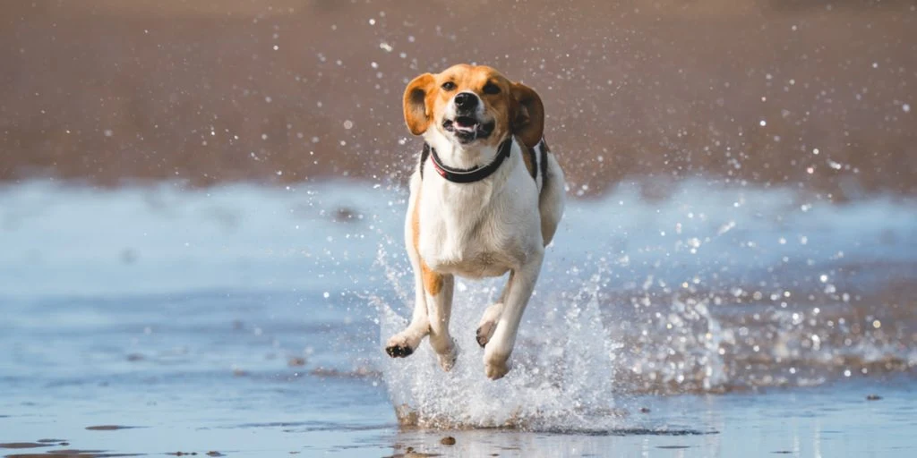 Advarer hunde-ejere: “Kan være livstruende”