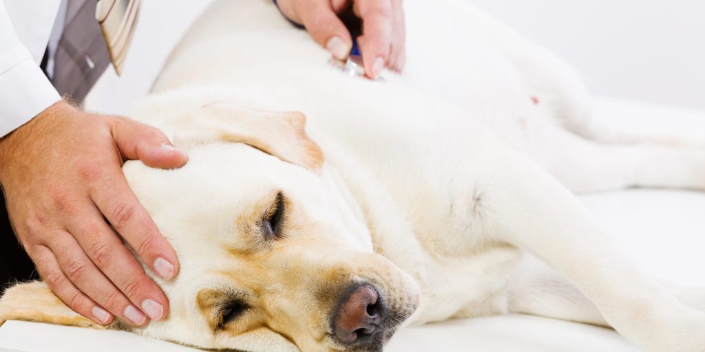 For mange hunde lider af overset og smertefuldt problem