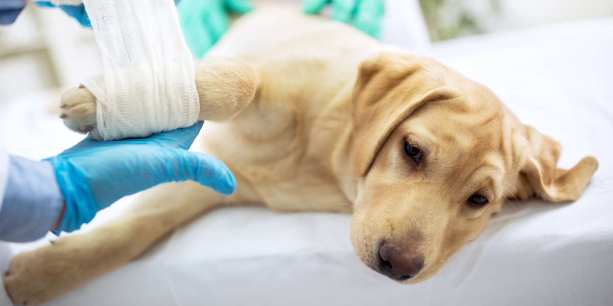 Nemt at undgå: Alligevel lider for mange hunde hvert år