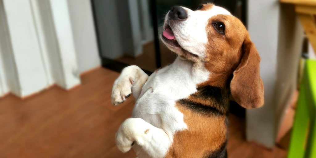 Lær tegnene at kende: Det forsøger din hund at fortælle dig