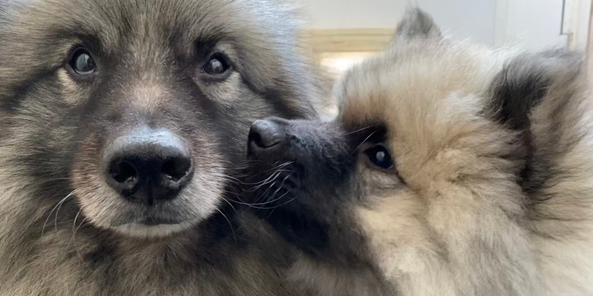 Advarer hundeejere: Vær opmærksom på det