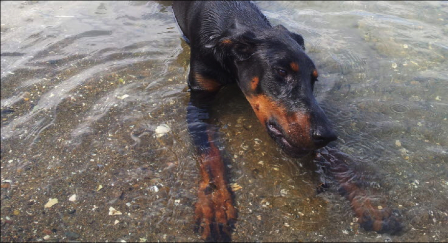 Strandturen kan være farlig for din hund: Hold særligt øje med disse symptomer