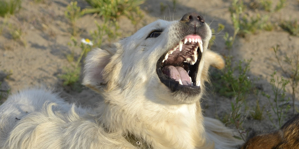 Løs labrador rusker hund til døde – Så lyver ejer for de efterladte